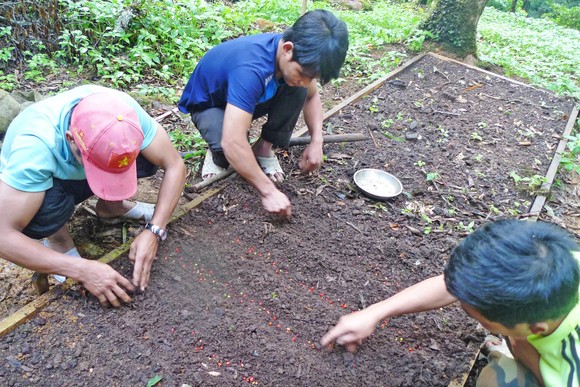 Áp dụng khoa học kỹ thuật vào ươm giống sâm Ngọc Linh ảnh 1