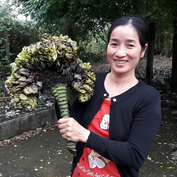 Người dân tò mò xem bắp chuối có hình thù kỳ lạ ảnh 2