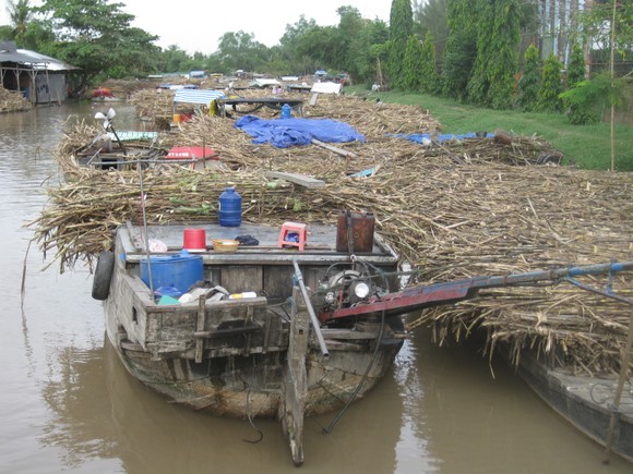 Nông dân ĐBSCL ào ạt phá bỏ ruộng mía ảnh 3