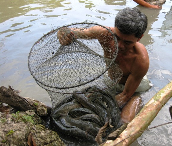 Cá lóc nuôi ở Trà Vinh bị thiệt hại tràn lan do nước mặn tấn công ảnh 1