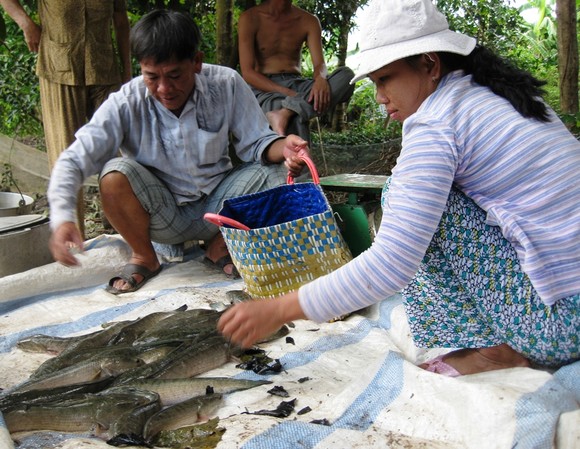 Cá lóc nuôi ở Trà Vinh bị thiệt hại tràn lan do nước mặn tấn công ảnh 2