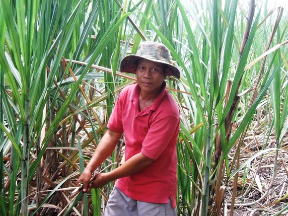 Nông dân ĐBSCL phá bỏ hàng ngàn héc-ta ruộng mía ảnh 1