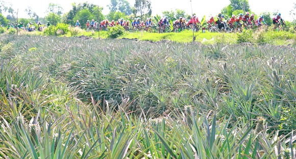 Giải xe đạp Đồng bằng sông Cửu Long có nguy cơ bị “xóa sổ” ảnh 1