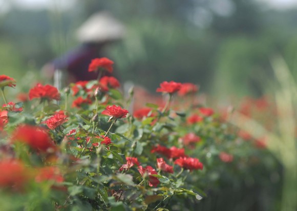 Để làng hoa Sa Đéc khoe sắc 4 mùa ảnh 10