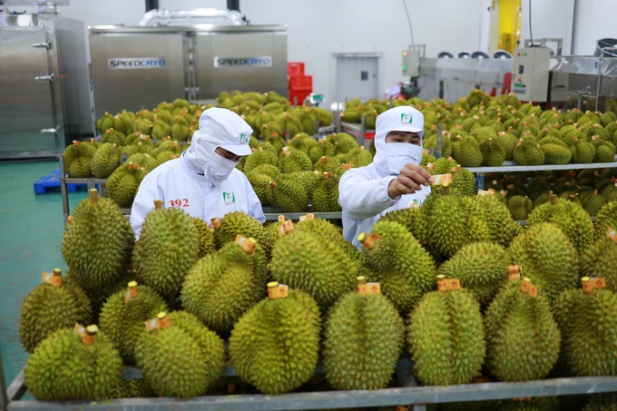 Công ty Xuất nhập khẩu trái cây Chánh Thu đang sơ chế sầu riêng xuất khẩu - anh 3.jpg