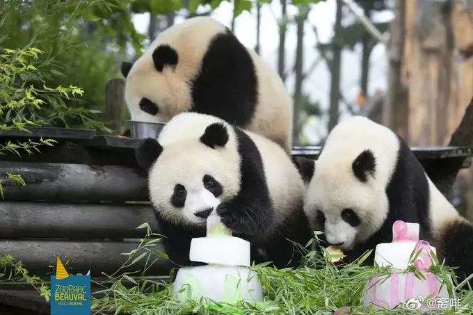 Viên Đô Đô và Hoan Lê Lê trong sinh nhật hai tuổi vừa qua