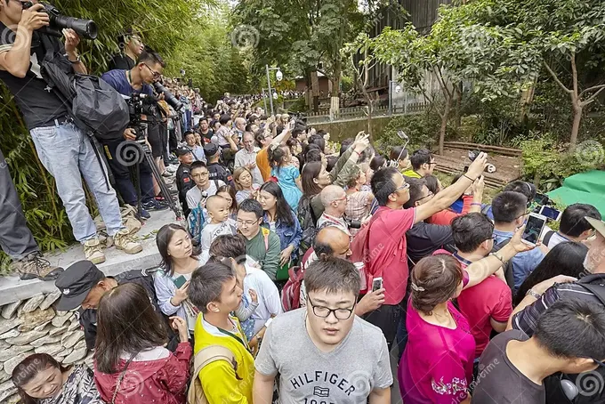 Luôn có rất đông du khách đến thăm quan gấu trúc tại Thành Đô