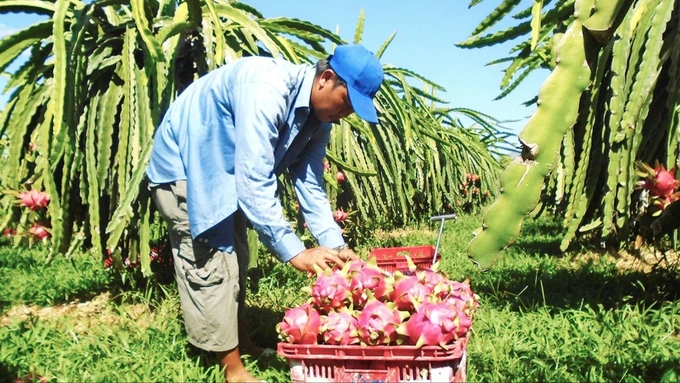 Nông dân Bình Thuận thu hoạch thanh long. Ảnh: NGUYỄN TIẾN