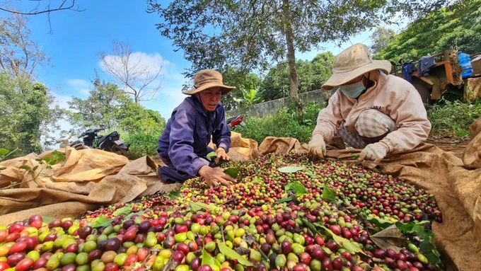 Giá cà phê trong nước đã vượt mốc 100.000 đồng/kg