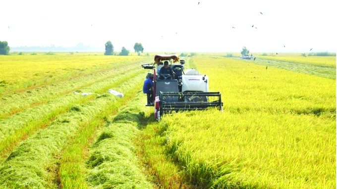 Harvesting rice produced under sustainable farming practices in Long An t25-1367.jpg.jpg