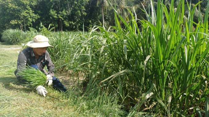 Nhờ hệ thống thủy lợi, nông dân đã chuyển sang trồng cỏ nuôi bò.jpg