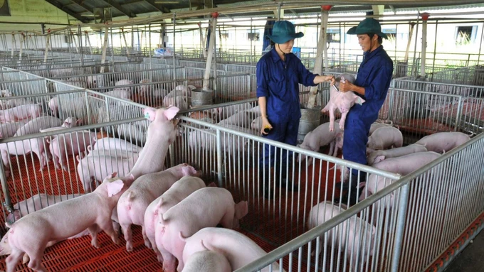 Many areas are hastily restocking pigs and investing in breeding to restore livestock production.