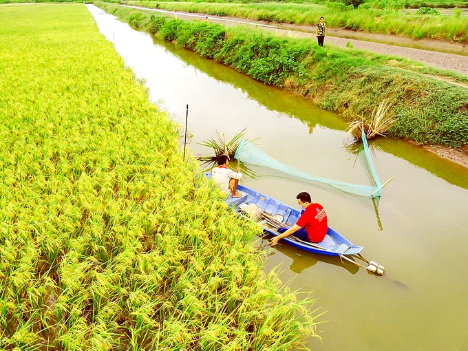 Mô hình lúa hữu cơ kết hợp nuôi tôm càng xanh tại huyện Trà Cú, tỉnh Trà Vinh. Ảnh: TÍN DI
