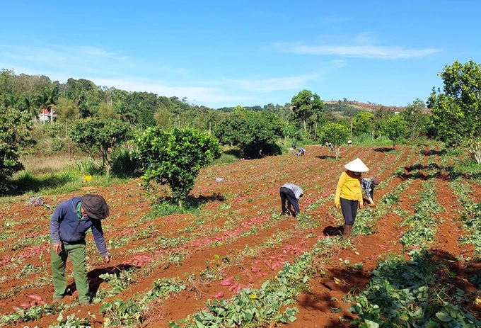 Người dân trồng khoai lang tại Đắk Nông liên tục gặp khó trong tiêu thụ vì thiếu liên kết, thông tin thị trường. Ảnh: MAI CƯỜNG