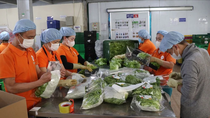 Processing Dalat agricultural products at the farm before exporting to the market