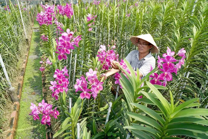Thu hoạch hoa tại Vườn lan Thanh Hà, xã Tân An Hội, TPHCM. Ảnh: HOÀNG HÙNG !3c.jpg