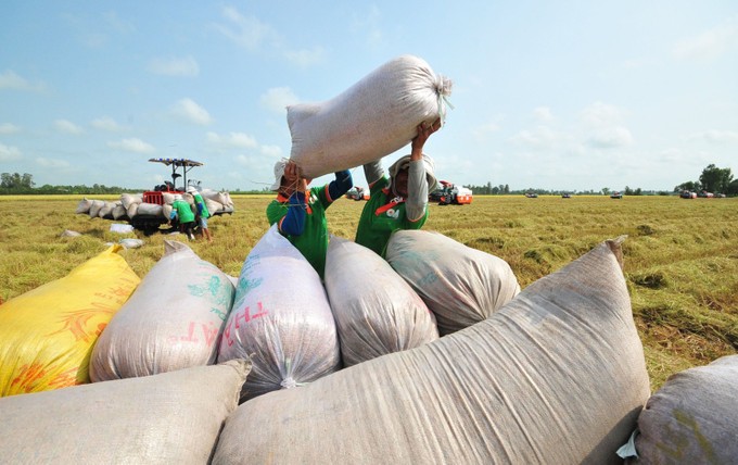 Rice harvest in the Mekong Delta GAO.jpg
