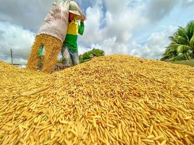 Illustrative image (Photo: VNA) rice.jpg