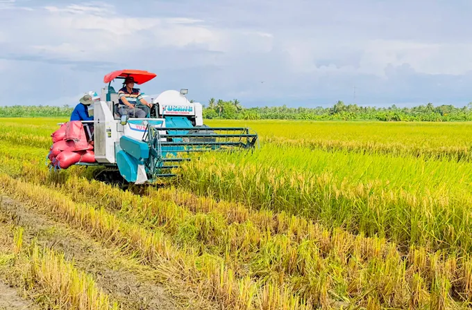 Thu hoạch lúa mô hình thí điểm của đề án tại TP Cần Thơ Mô hình sản xuất bóng đá số kèo nhà cái _chất lượng cao, phát thỉ thấp_ tại Long Phú giúp tăng lợi nhuận hơn 20% cho người nông dân.jpg