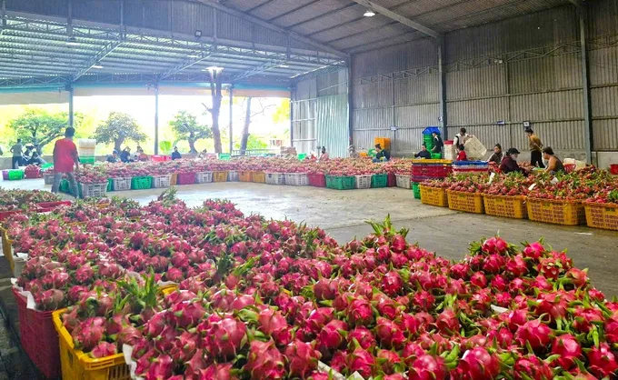 Hàng trăm tấn thanh long của các doanh nghiệp xuất khẩu qua châu Âu đã phải đổ bỏ hoặc bán tháo với giá rẻ mạt tl3.jpg