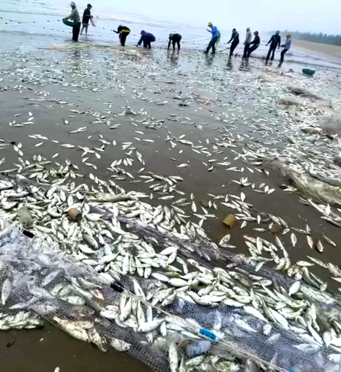Cá đù được kéo vào bờ tập kết