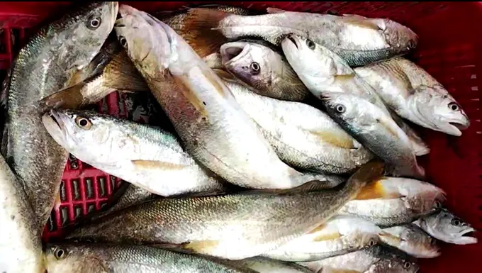 Những con cá đù biển kích thước to, tươi