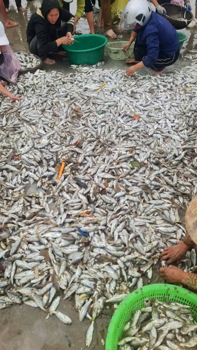 Hàng tấn cá đù biển được đưa vào bờ