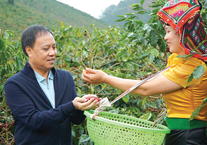 Chairman of Phuc Sinh Group Phan Minh Thong checks coffee quality at Son La farm. cf.png