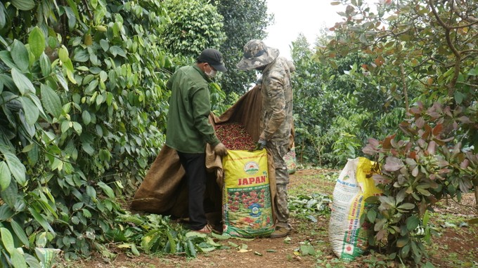Farmers harvest coffee. cfdaknong-10-4791.jpg
