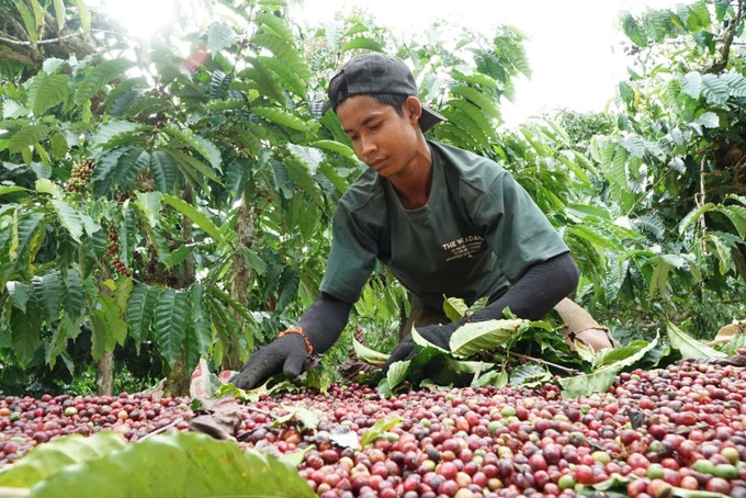 Farmers harvest coffee. cfdaknong-12-6094.jpg