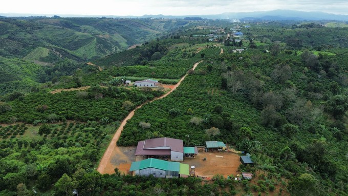 An organic coffee farm combined with experiential tourism in Ta Dung Lake area (Dak Som Commune, Dak Glong District, Dak Nong Province) img-20241210-194535-7788.jpg