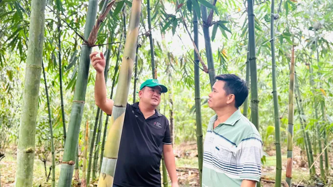 Dự án trồng và phát triển tre