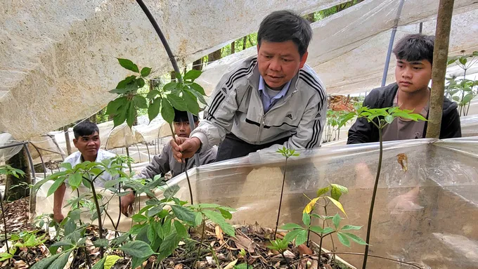 Tri thức dân gian sâm Ngọc Linh Kon Tum là di sản văn hóa phi vật thể quốc gia