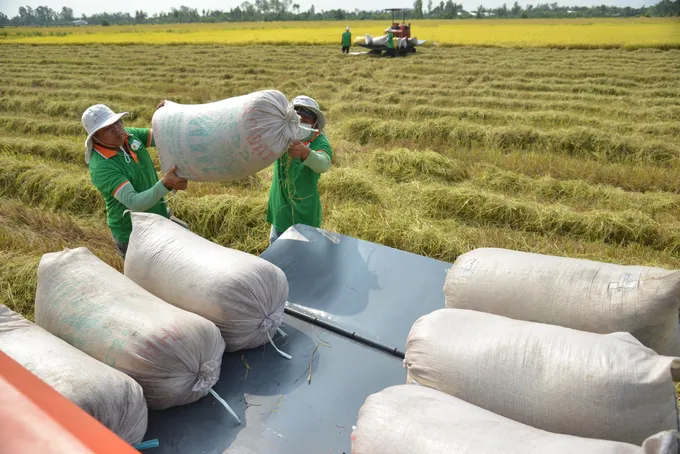 Sản xuất lúa gạo ở An Giang. Ảnh minh họa 7-4 An Giang là địa phương có nhiều HTX liên kết với doanh nghiệp trong chuỗi sản xuất ngành hàng lúa gạo - Trong ảnh Nông dân An GIang thu hoạch lúa đông xuân trong cánh đồng lớn (2).jpg