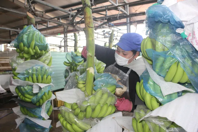 Sơ chế chuối xuất khẩu tại Công ty CP Nông nghiệp U&I ở xã Phước Thành (TPHCM). Ảnh: ĐỨC TRUNG 
