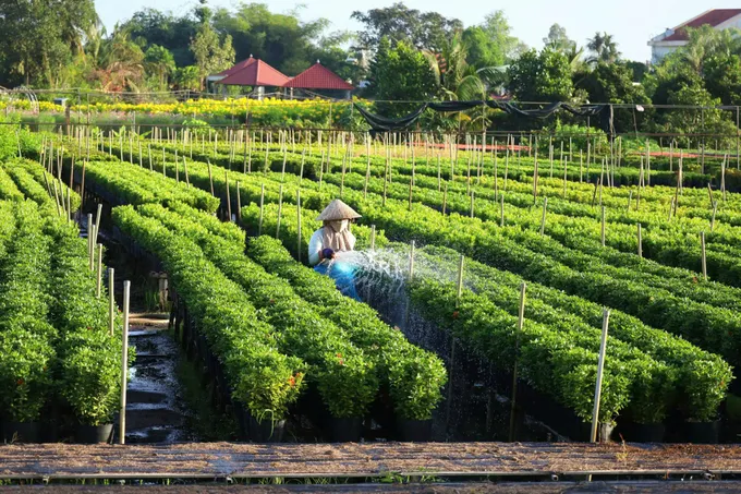 Các đơn vị sản xuất hoa đã bắt tay vào việc xuống giống và chăm sóc các loại hoa kiểng phục vụ cho việc trang trí, kinh doanh tại Festival Hoa - Kiểng Sa Đéc lần thứ 2 z5849286411590_d96b2c71218d47667b115aa0b5c2366a.jpg