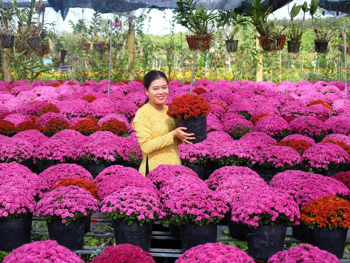 Festival Hoa - Kiểng Sa Đéc lần thứ II năm 2025 sẽ diễn ra từ 27-12-2025 đến 4-1-2026