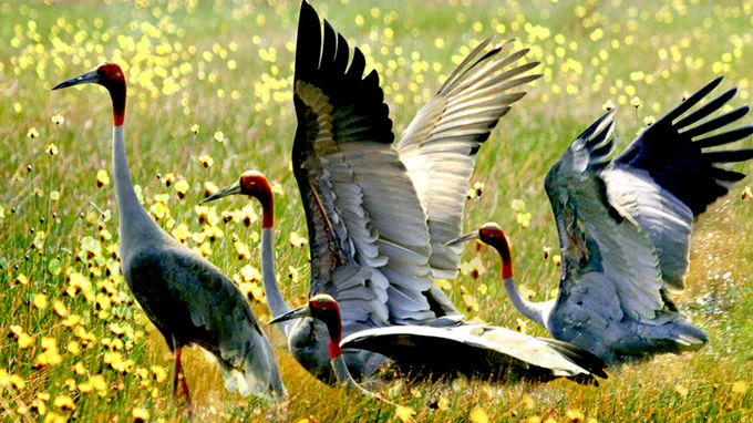 Phục hồi quần xã năng kim ở vùng lõi Vườn Quốc gia Tràm Chim