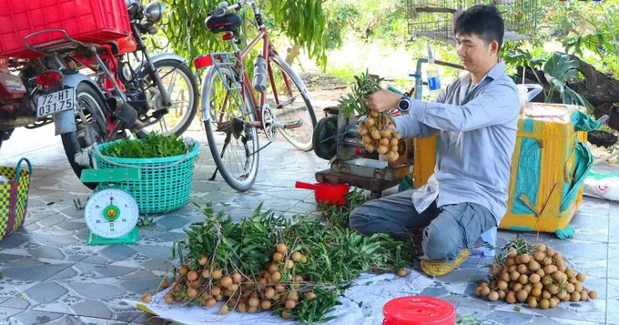 Thu hoạch nhãn tại vườn và cân cho khách. Ảnh: THÙY LINH - MINH TÀI vuon nhan 2.jpg