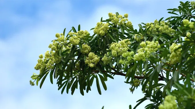 Hà Nội xem xét cắt tỉa chùm hoa sữa để giảm mùi quá nồng. Ảnh: V. NIỆM