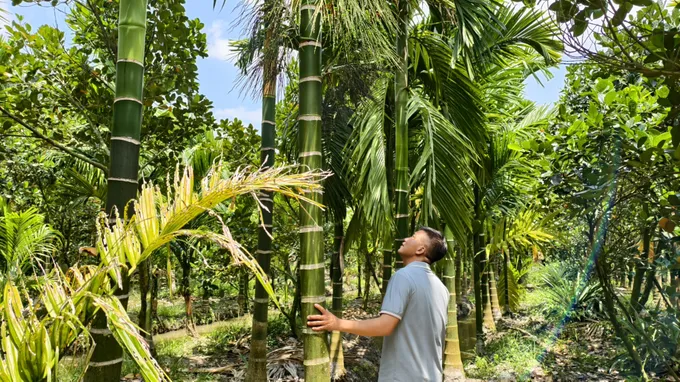 Vườn cau của anh Lê Văn Thế. Ảnh: TÍN HUY