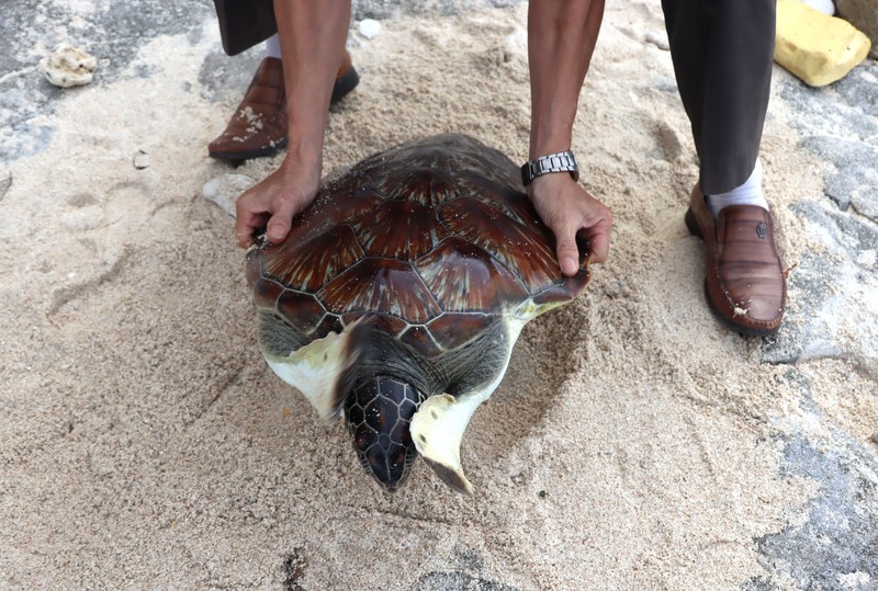 Thả cá thể rùa xanh nặng 10kg về biển Lý Sơn | BÁO SÀI GÒN GIẢI PHÓNG