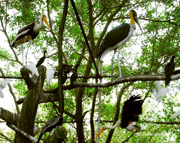 金甌市獨特人工禽鳥公園一瞥。（圖源：金甌報）