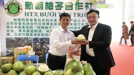 越南華人果農向廣西客戶推介新朝柚子。