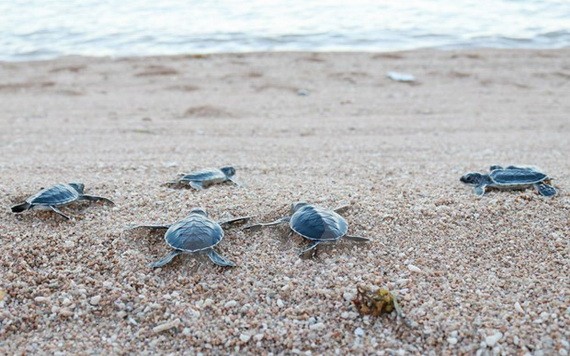 寧順省把800多只稀有海龜放回大海