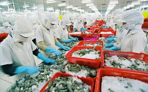 圖為黑虎蝦粗加工工段。