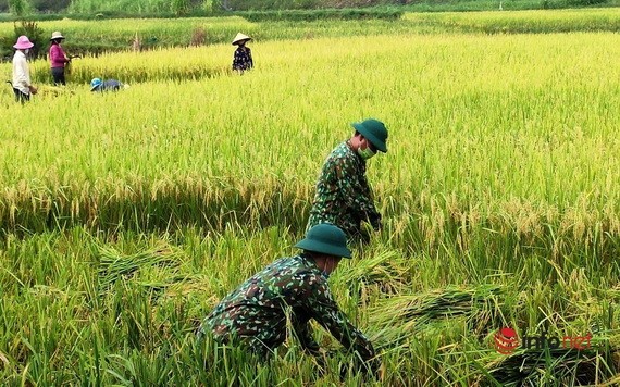 9月1日，乂安邊防部隊協助演州縣演海村農民收穫稻穀。（圖源：Infonet）