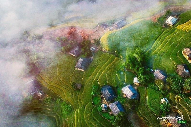 欣賞河江黃樹腓梯田 ảnh 1