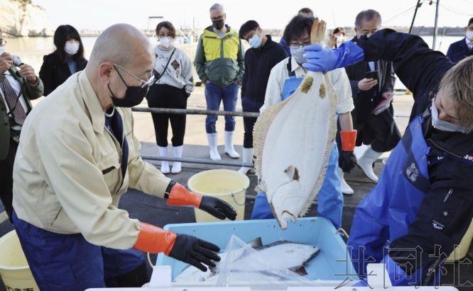 11月10日，IAEA研究人員（後方）等看著用作樣本的魚被裝進箱子。攝於福島縣磐城市。（圖：共同社）