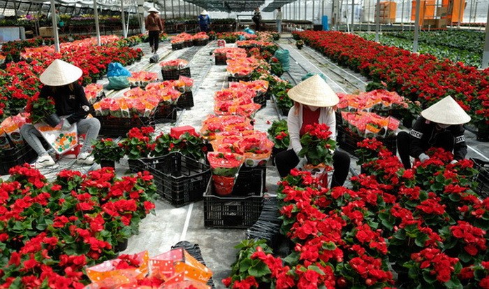大勒是我國最大花卉供應中心。